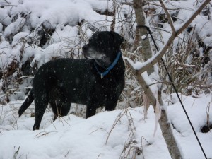 ブログ用オポ雪の中