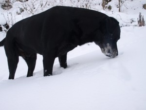 積雪