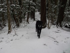 ブログ用わんこ山のオポ縮小