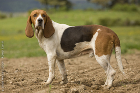 猟師さんから聞いた猟犬の実情 日本の猟犬 の復活を考える Good Boy Heart のブログ