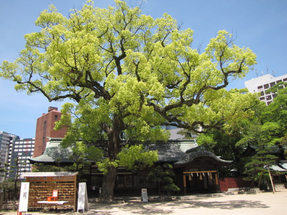 住吉大社大楠