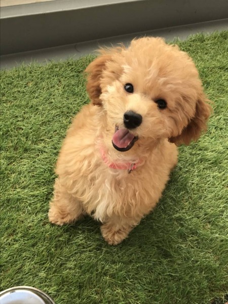空子犬３