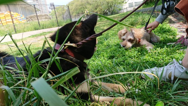 きいろとカレーにん散歩休憩１