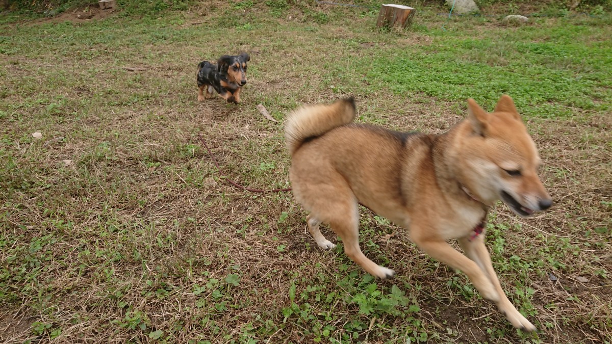 犬の目の表情が変わるとき、犬の脳の中にも変化が起きている(はず)。 | Good Boy Heart のブログ