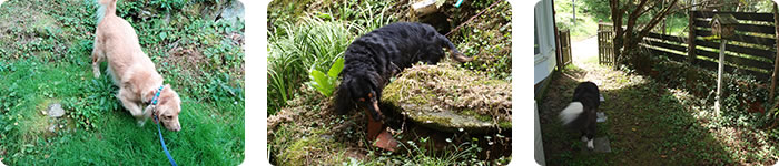 犬の預かりクラス