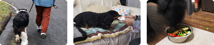 留守のお世話代行（犬のシッティングサービス）