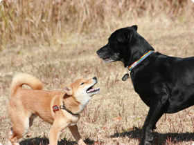 犬語セミナー