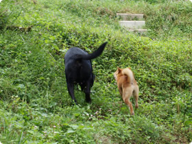 犬・ナティボコース 